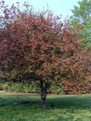 Malus 'Neville Copeman' | Flowering Crab Apple Tree 10 Litre image