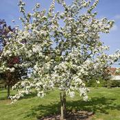 Malus x robusta 'Red Sentinel' | Flowering Crab Apple 'Red Sentinel' image
