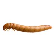 Mealworms Bulk Bag (500g) image