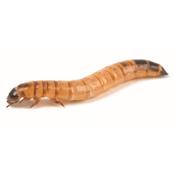 Morioworms (40-50mm)