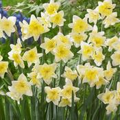 Daffodil 'Prom Dance' – 6 Bulbs