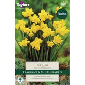 Daffodil 'Quail' – 15 Bulbs