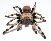 Brazilian Red and White Tarantula | Vitalius chromatus (ex. Nhandu chromatus) (Med)