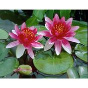 Nymphaea 'Attraction' Water Lily