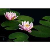 Nymphaea Fabiola Water Lily