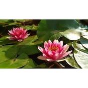 Nymphaea Marliacea Carnea Water Lily  P11