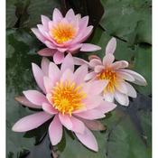 Nymphaea Rosennymphe Water Lily P11 image