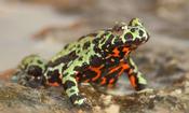 Oriental Fire Bellied Toad