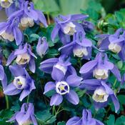 Aquilegia Spring Magic Navy and White image