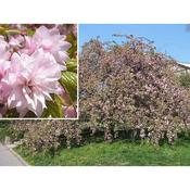 Prunus serrulata Kiku-Shidare-Zakura (10 Litre) image