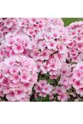 Phlox paniculata 'Famous Pink' 2L image
