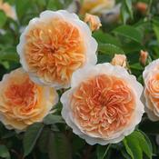 Port Sunlight David Austin Fragrant Rose 6 Litre