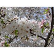 Prunus serrulata 'Shirofugen' - 10 Litre image