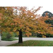 Prunus serrula - Tibetan cherry (10 Litre)