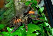 Venezuelan Suntiger Tarantula (Psalmopoeus irminia) Medium image