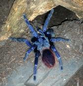 Brazilian Blue Tarantula (Lasiocyano (ex. Pterinopelma) sazimai med