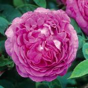 Reine des Violettes  Rose 4.5 Litre