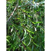 Salix Purpurea Pendula - Weeping Purple Willow image