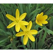 Sisyrinchium Californicum p9