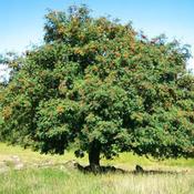 Sorbus aucuparia - Rowan