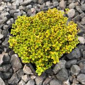 Thymus 'Archer's Gold'