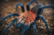 Trinidad Pink Tarantula | Holothele longipes (Med)