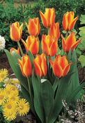 Tulip 'Cape Cod' – 7 Bulbs image