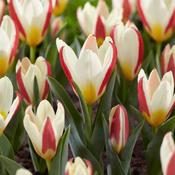 Tulip 'The First' (9 Pack) image