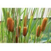 Typha Laxmannii  P9