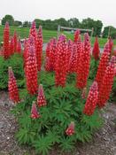 Lupin Gallery Red 2L image