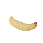 Waxmoth Larvae | Waxworms (15g Tub)