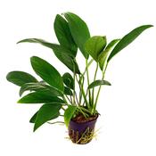 Anubias Glabra 101C