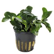 Anubias Petite image