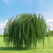 Betula pendula | Weeping Silver Birch 10 Litre image