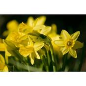 Daffodil 'Tête-à-Tête' – 40 Bulbs