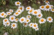 Leucanthemum 'May Queen' 2 Litre image