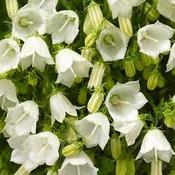 Campanula Swinging Bells White (9cm) image