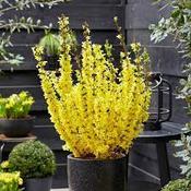 Forsythia int. 'Mikador'  3 Ltr pot image