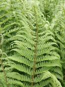 Dryopteris filix-mas - Male Fern image