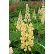 Lupin Gallery Yellow 2 Litre