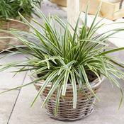 Carex morrowii Ice Dance image