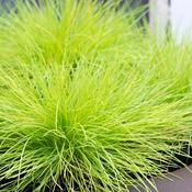 Festuca glauca 'AmiGold' image