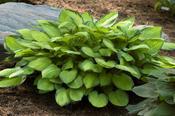 Hosta 'Gold Standard' image