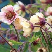 Geum 'Tempo Yellow' image