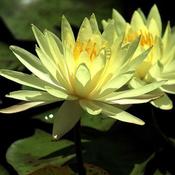 Nymphaea Sulphurea Water Lily  P11