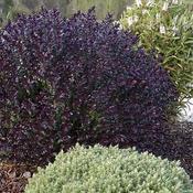 Hebe 'Black Beauty' 2 Litre