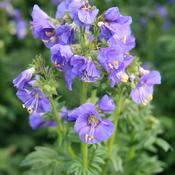 Polemonium caeruleum 'Bambino Blue' image
