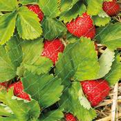Grow It Protective Fruit &amp; Crop Netting 10x4m