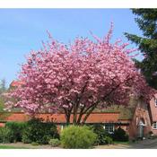 Prunus serrulata Kanzan | Cherry Blossom Tree (10 Litre) image