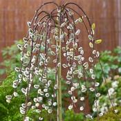 Salix caprea Pendula  - Dwarf Weeping Kilmarnock Willow image